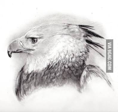 395x373 Harpy Eagle Drawing - Harpy Eagle Drawing
