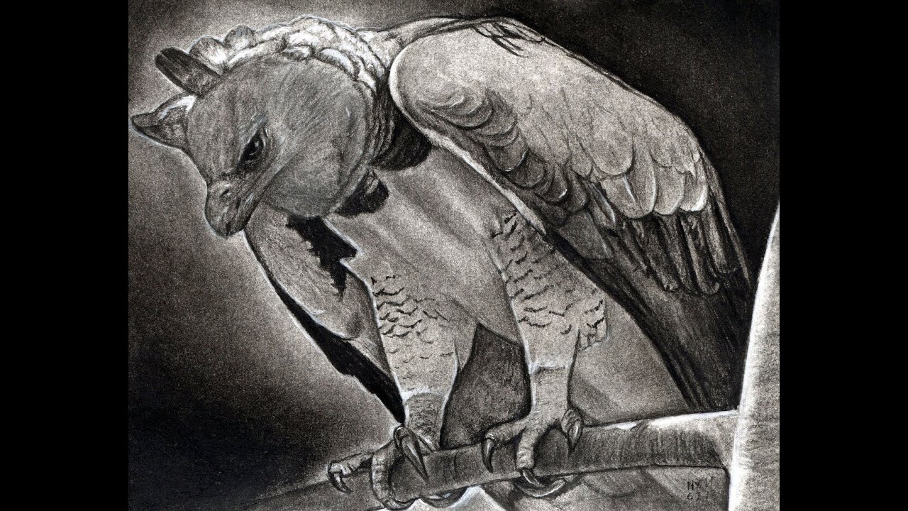 1280x720 How To Draw A Harpy Eagle - Harpy Eagle Drawing