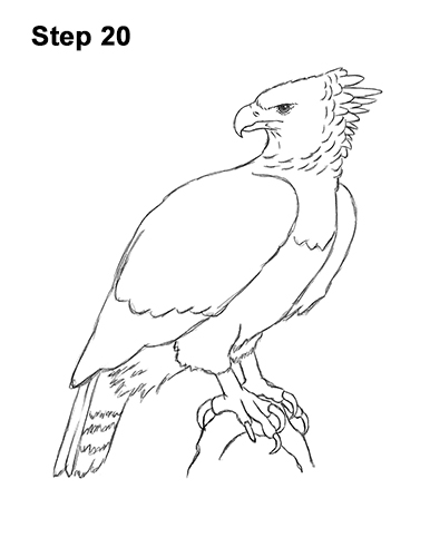 386x500 How To Draw A Harpy Eagle Video Step - Harpy Eagle Drawing