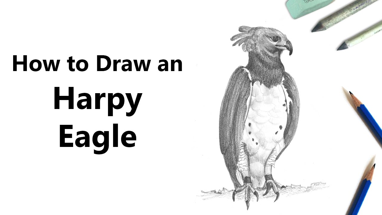 1280x720 How To Draw A Harpy Eagle With Pencils - Harpy Eagle Drawing