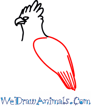 300x350 How To Draw A Harpy Eagle - Harpy Eagle Drawing