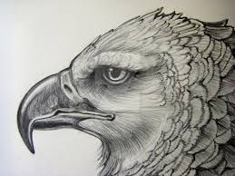 259x194 Image Result For Harpy Eagle Drawing Birds Robin Threadassorted - Harpy Eagle Drawing