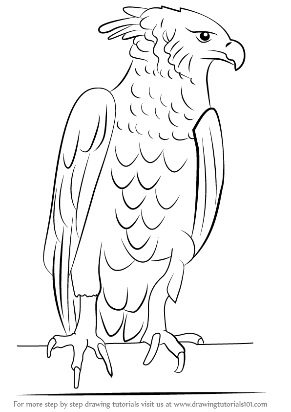 596x842 Learn How To Draw A Harpy Eagle - Harpy Eagle Drawing