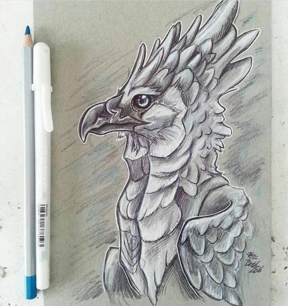 570x607 Original Drawing Harpy Eagle Glacier Etsy - Harpy Eagle Drawing
