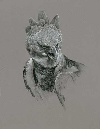 350x451 Harpy Eagle Drawing - Harpy Eagle Drawing