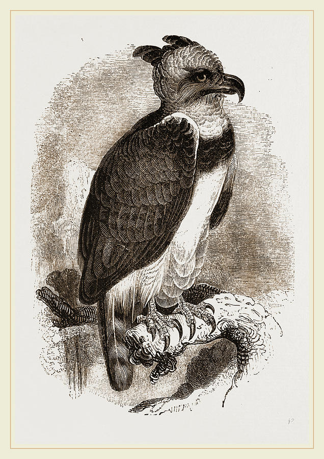 636x900 Harpy Eagle Drawing - Harpy Eagle Drawing