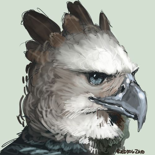 500x500 Harpy Eagle Drawing Awesome Animals In Eagle Drawing - Harpy Eagle Drawing
