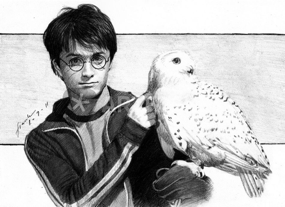 950x689 harry potter and hedwig drawing art prints and posters - Harry Potter Hedwig Drawing