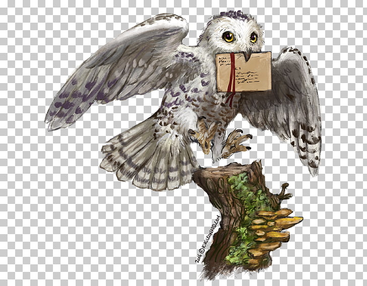 Harry Potter Hedwig Drawing at Explore collection