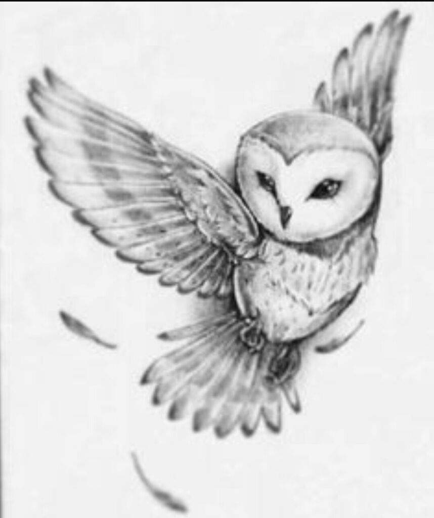 858x1024 luna drawing hedwig for free download - Harry Potter Hedwig Drawing