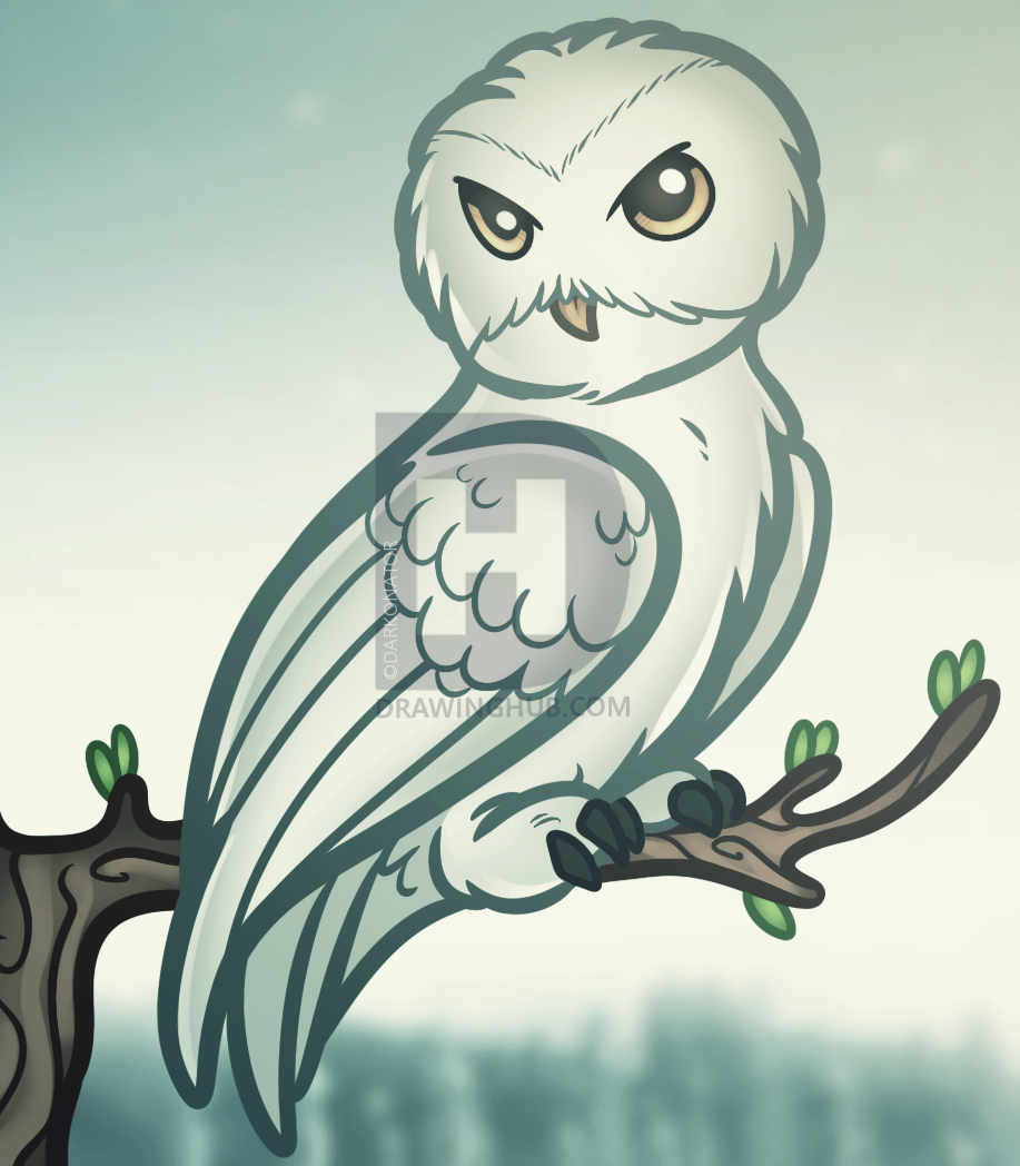 917x1048 how to draw hedwig, harry potter, step - Harry Potter Hedwig Drawing