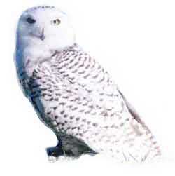 250x251 how to draw hedwig, harry potter's snowy owl draw fluffy - Harry Potter Hedwig Drawing