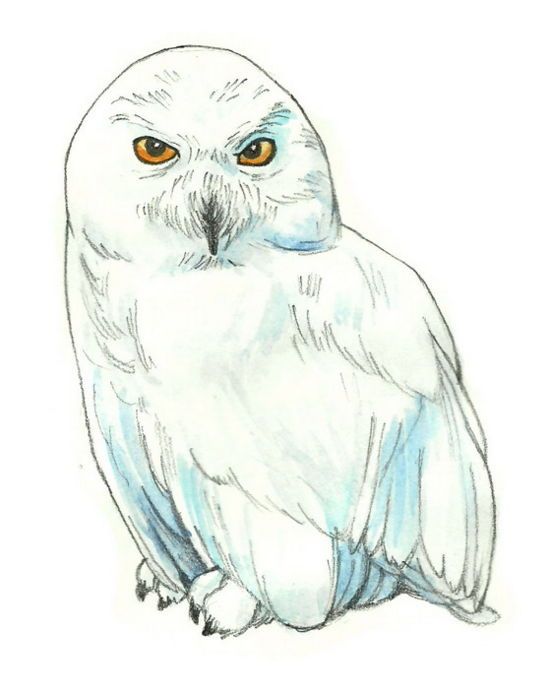 Harry Potter Hedwig Drawing at Explore collection