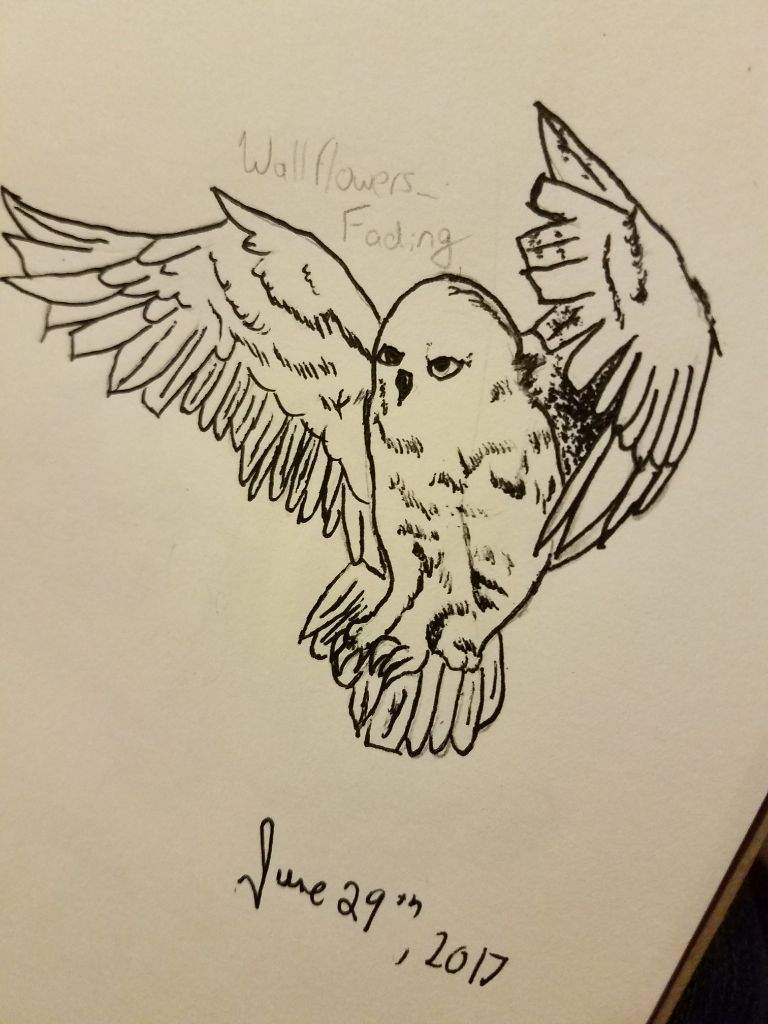 768x1024 fierce hedwig drawing harry potter amino - Harry Potter Hedwig Drawing