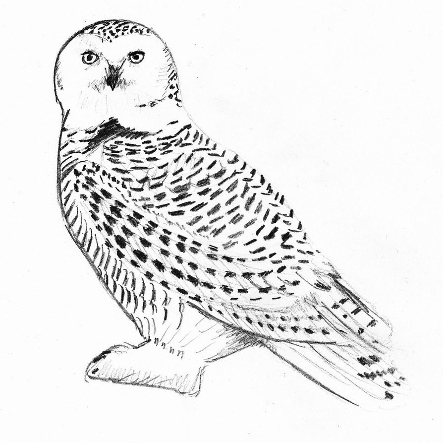 Harry Potter Owl Drawing at PaintingValley.com | Explore collection of