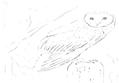 476x333 Harry Potter Owl Coloring Pages Colouring Printable Of Owls Ow - Harry Potter Owl Drawing