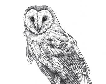 Harry Potter Owl Drawing at PaintingValley.com | Explore collection of ...