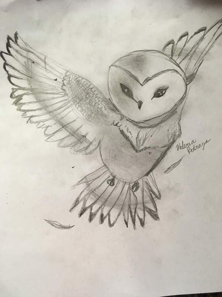 768x1024 Owl Sketch Harry Potter Amino - Harry Potter Owl Drawing