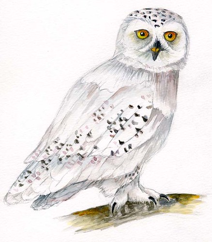 438x500 Snowy Owl Inspired From Harry Potter - Harry Potter Owl Drawing