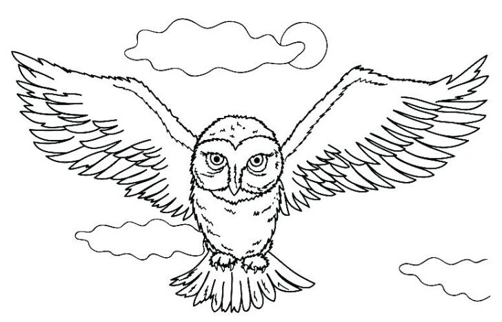 728x467 Coloring Pages Online For Toddlers Halloween - Harry Potter Owl Drawing
