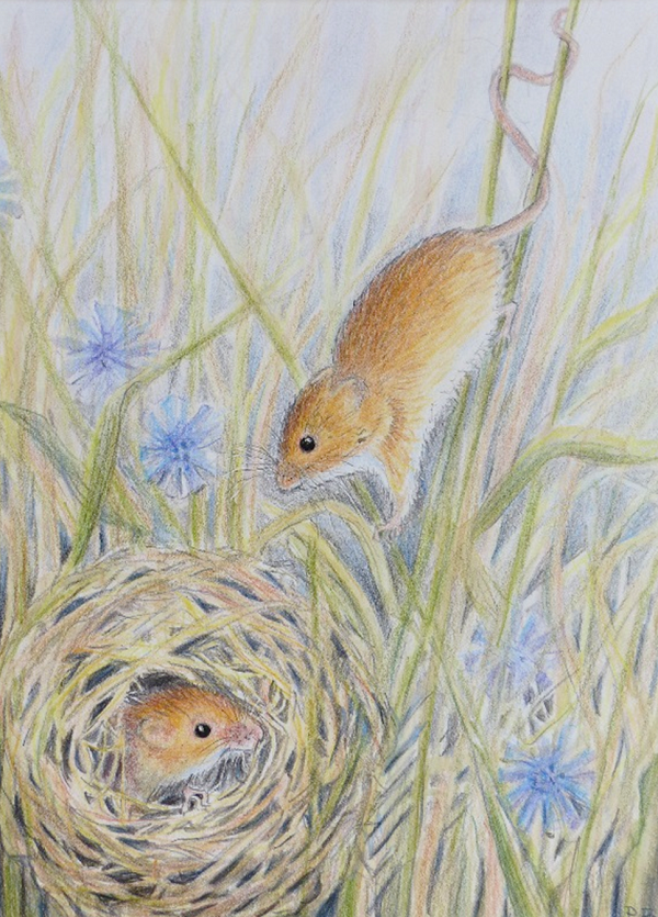 600x835 harvest mouse drawing devon mammal group - Harvest Drawing