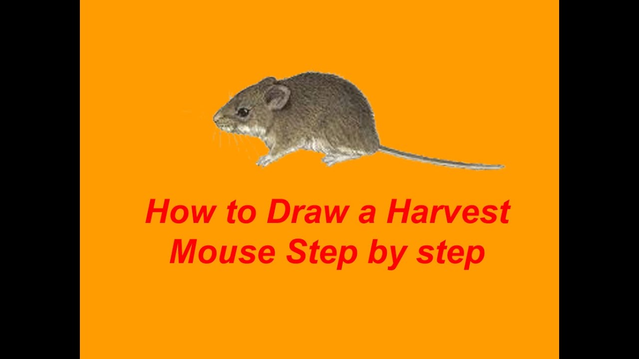 1280x720 how to draw a harvest mouse step - Harvest Drawing