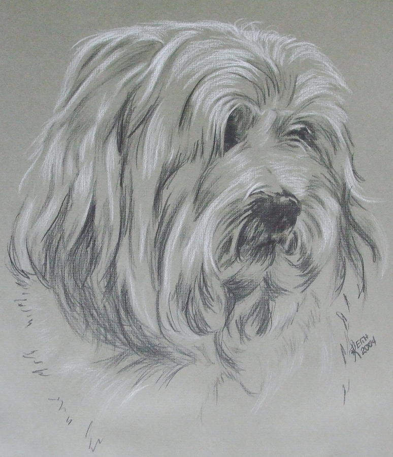 774x900 Havanese Drawing - Havanese Drawing