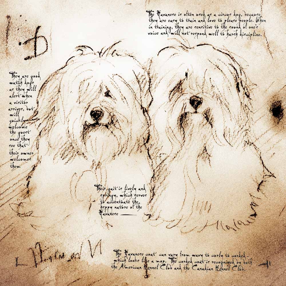 1000x1000 Havanese Duo Detail Of A Da Vinci Style Drawing - Havanese Drawing