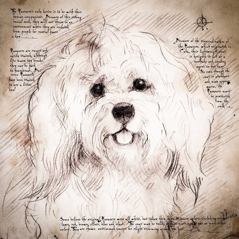 1000x1000 Havanese Face Detail Of A Da Vinci Style Drawing - Havanese Drawing