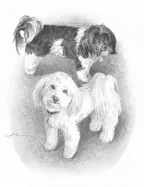 464x600 Havanese Dogs - Havanese Drawing