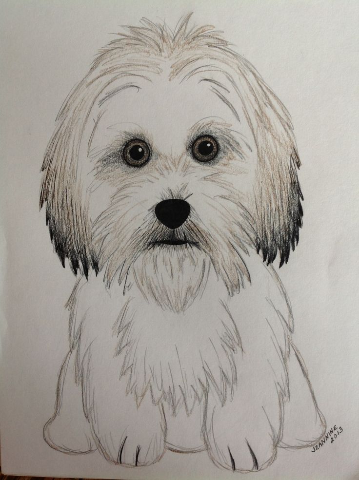736x985 Havanese Drawing - Havanese Drawing