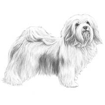 213x213 links - Havanese Drawing