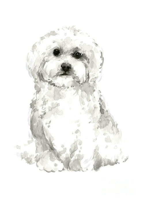 500x700 Maltese, Havanese Custom Dog Illustration, White Dog Art Print - Havanese Drawing