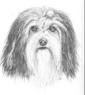 287x320 Pencil Drawing Havanese - Havanese Drawing