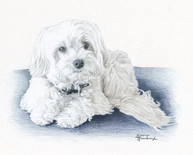 794x635 Print Of Havanese Drawing Etsy - Havanese Drawing