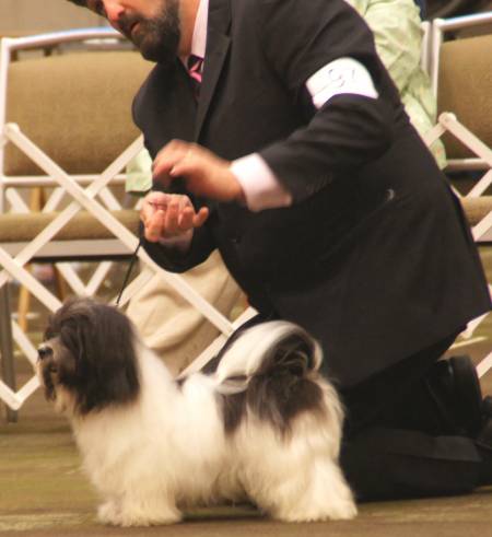 450x491 That's Drawing The Line Eh - Havanese Drawing