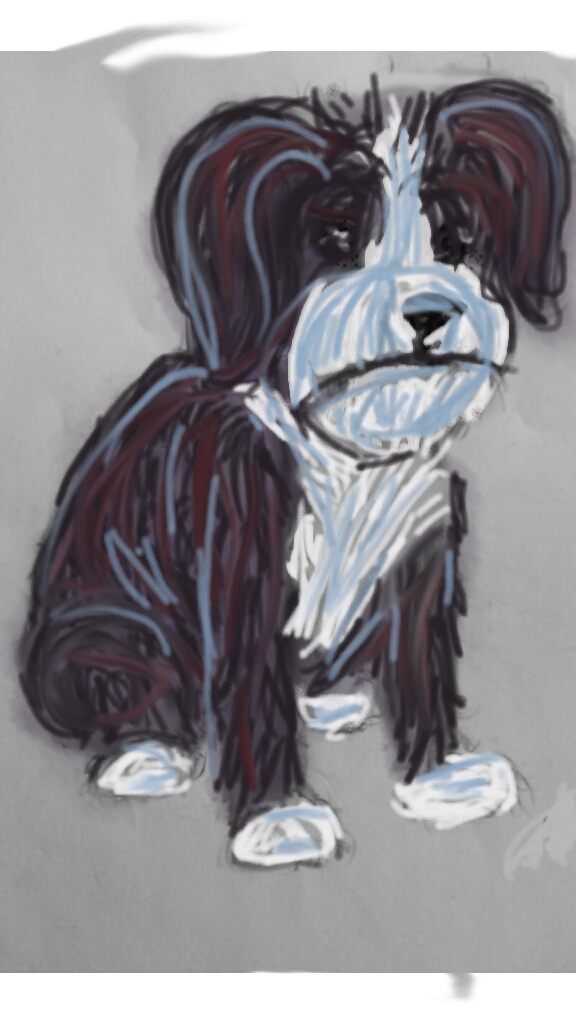 576x1024 The World's Best Photos Of Drawing And Havanese - Havanese Drawing