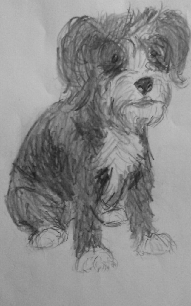 640x1024 The World's Most Recently Posted Photos Of Drawing And Havanese - Havanese Drawing