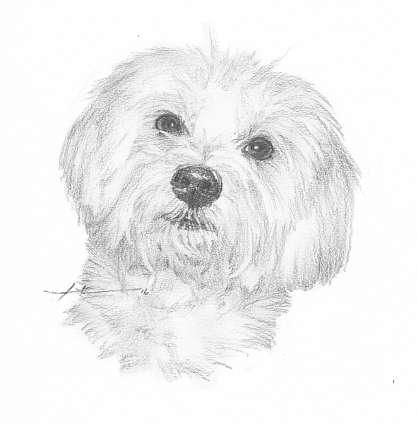 Havanese Drawing at Explore collection of Havanese