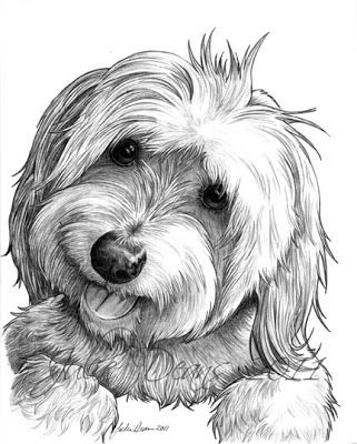 321x400 Artist In Milton Ontario - Havanese Drawing
