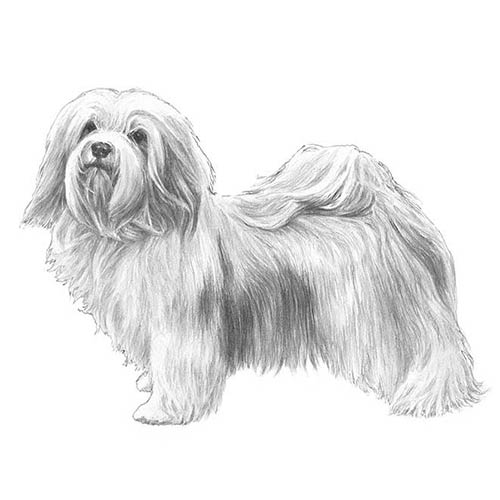 500x500 Havanese Dog Breed Information - Havanese Drawing