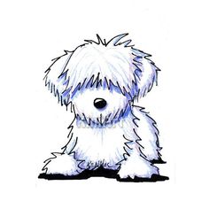 236x236 Havanese Dog Drawing - Havanese Drawing
