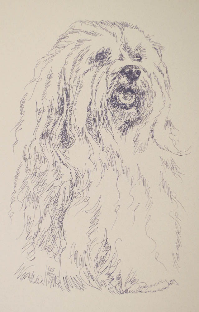 639x1000 Havanese Dog Portrait - Havanese Drawing