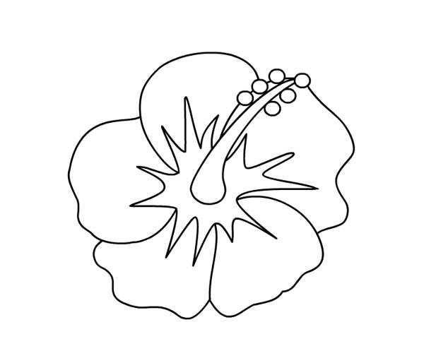 600x514 hawaii state flower coloring pages - Hawaii State Flower Drawing