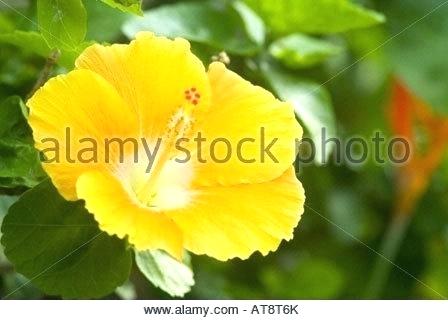 448x320 hawaii state flower drawing listen to your customers they will - Hawaii State Flower Drawing