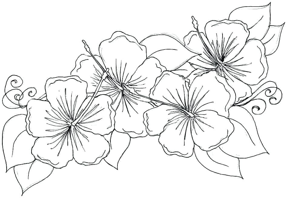 948x656 Coloring Pages - Hawaii State Flower Drawing