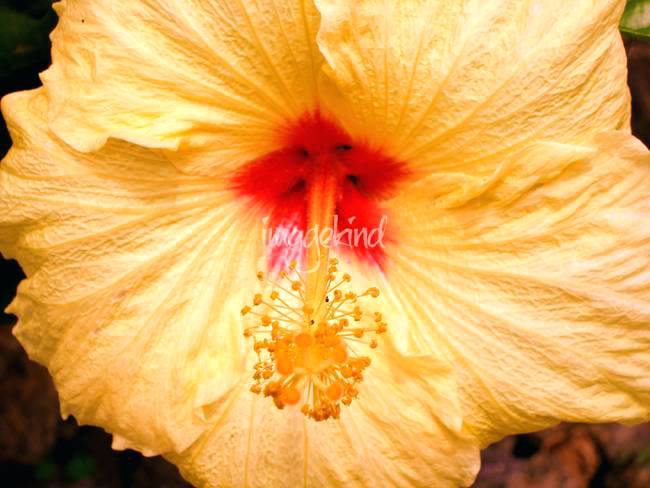 650x488 hawaii state flower state flower - Hawaii State Flower Drawing