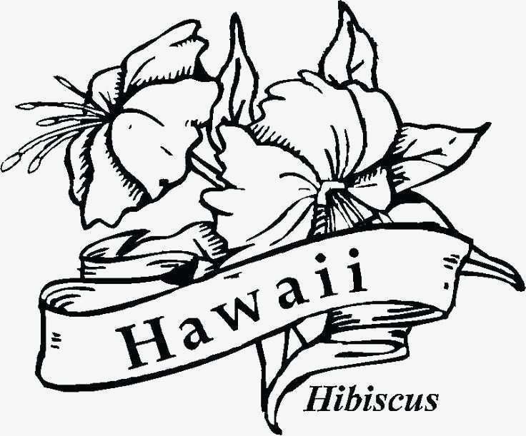 736x611 Hawaiian Flower Coloring - Hawaii State Flower Drawing