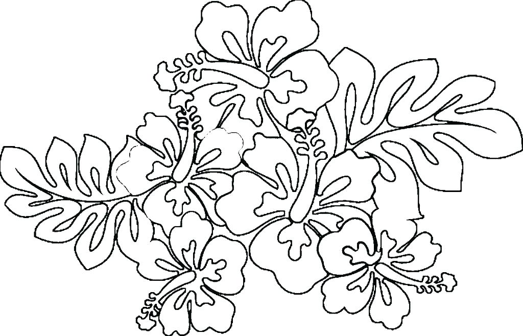 1024x658 state flower of hawaii drawing - Hawaii State Flower Drawing
