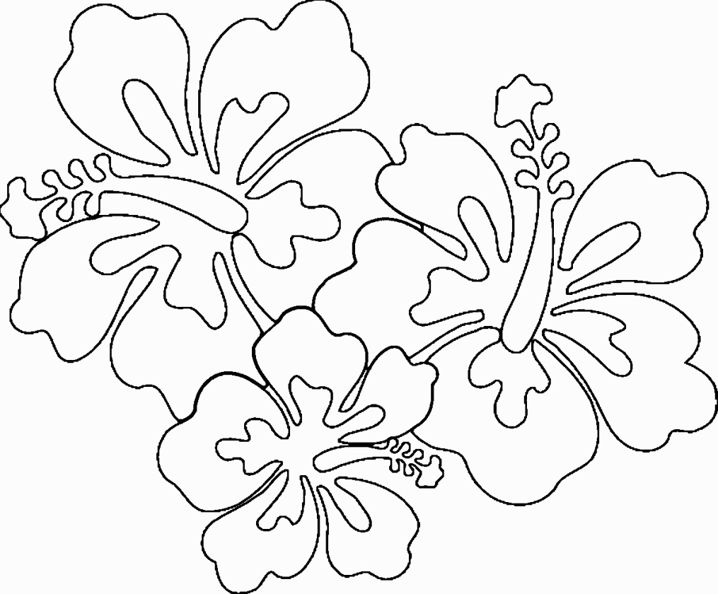 1015x840 unique best of hawaii state flower drawing - Hawaii State Flower Drawing